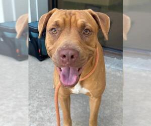 American Pit Bull Terrier Dogs for adoption in Fayetteville, NC, USA