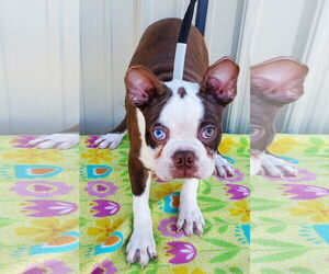 Boston Terrier Dogs for adoption in Mountain View, MO, USA