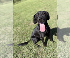 Labrador Retriever-Unknown Mix Dogs for adoption in Virginia Beach, VA, USA