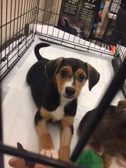 Cardigan Welsh Corgi Dogs for adoption in Newport, KY, USA