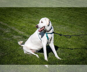 Anatolian Shepherd-Great Pyrenees Mix Dogs for adoption in Higley, AZ, USA