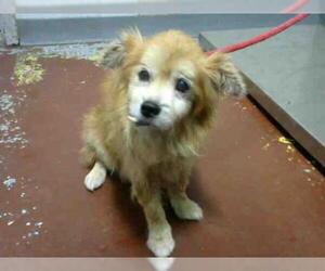 Pomeranian Dogs for adoption in Atlanta, GA, USA