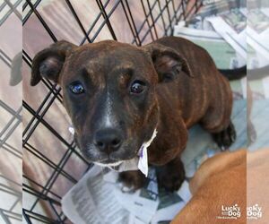 Mutt Dogs for adoption in Washington, DC, USA