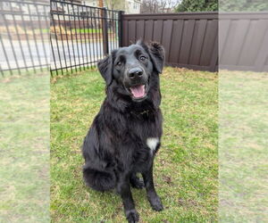 Mutt Dogs for adoption in Plymouth, MN, USA