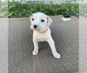 Labrador Retriever-Unknown Mix Dogs for adoption in Duluth, MN, USA