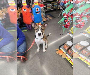 Medium Photo #3 Mutt Puppy For Sale in Minneapolis, MN, USA