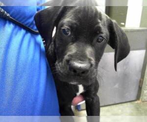 Gordon Setter-Unknown Mix Dogs for adoption in Tulsa, OK, USA