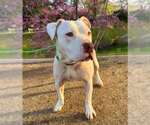 American Pit Bull Terrier Dogs for adoption in Sacramento, CA, USA