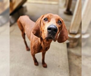 Redbone Coonhound Dogs for adoption in Chicago, IL, USA