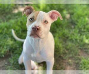 American Pit Bull Terrier-Unknown Mix Dogs for adoption in Tulsa, OK, USA