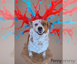 Red Heeler-Unknown Mix Dogs for adoption in Phelan, CA, USA