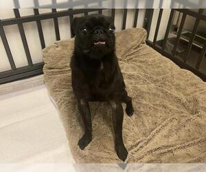 Pug Dogs for adoption in Corona, CA, USA