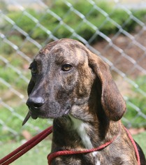 Plott Hound-Unknown Mix Dogs for adoption in Asheville, NC, USA