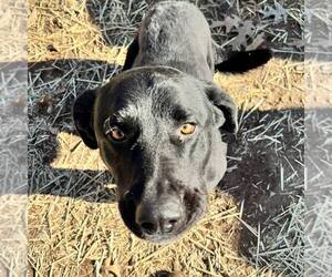 Labrador Retriever-Unknown Mix Dogs for adoption in Shreveport, LA, USA