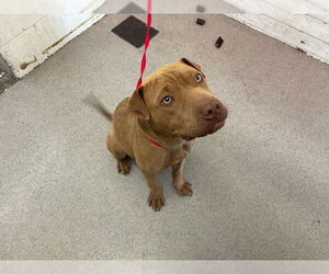 Chinese Shar-Pei-Unknown Mix Dogs for adoption in San Bernardino, CA, USA