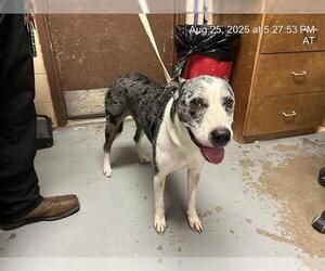 Catahoula Leopard Dog-Unknown Mix Dogs for adoption in Ocala, FL, USA