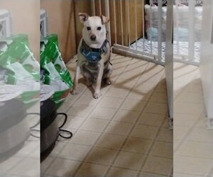 Australian Kelpie-Unknown Mix Dogs for adoption in Chandler, AZ, USA