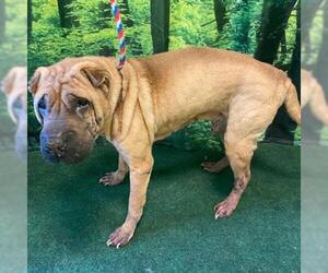 Chinese Shar-Pei Dogs for adoption in Forestville, MD, USA