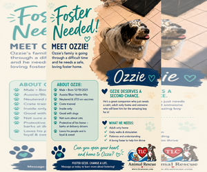 Australian Shepherd-Unknown Mix Dogs for adoption in Cape May, NJ, USA