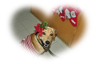 Medium Photo #1 Redbone Coonhound Puppy For Sale in Marble, NC, USA