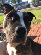Staffordshire Bull Terrier-Unknown Mix Dogs for adoption in Evergreen, CO, USA