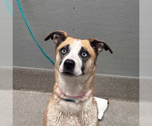 Siberian Husky-Unknown Mix Dogs for adoption in Las Vegas, NV, USA