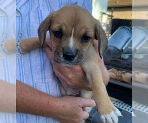 Mutt Dogs for adoption in Chula Vista, CA, USA