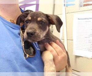 Black and Tan Coonhound-Unknown Mix Dogs for adoption in Tulsa, OK, USA