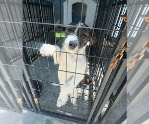 Mutt Dogs for adoption in Westwood, NJ, USA