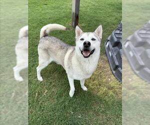 Huskies -Unknown Mix Dogs for adoption in Corpus Christi, TX, USA