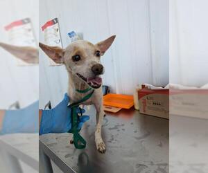 Chihuahua Dogs for adoption in Bakersfield, CA, USA