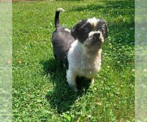 Shih Tzu Dogs for adoption in Rocky Mount, VA, USA