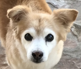 Pomeranian-Unknown Mix Dogs for adoption in CHANDLER, AZ, USA
