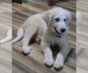 Great Pyrenees Dogs for adoption in Croydon, NH, USA
