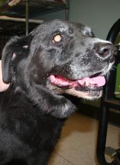 Labrador Retriever Dogs for adoption in Bemidji, MN, USA