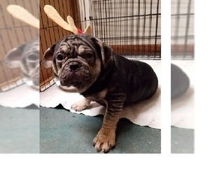 French Bulldog Dogs for adoption in Akron, OH, USA