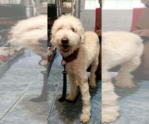 Labrador Retriever Dogs for adoption in St. Augustine, FL, USA