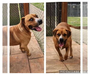 Black Mouth Cur Dogs for adoption in columbia, SC, USA