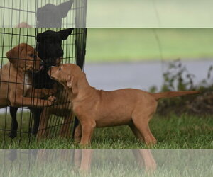 Labrador Retriever-Unknown Mix Dogs for adoption in Mechanicsburg, PA, USA