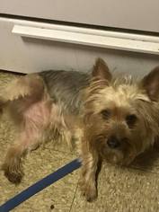 Silky Terrier Dogs for adoption in Rolling Meadows, IL, USA