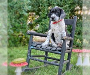 Black and Tan Coonhound-Labrador Retriever-Unknown Mix Dogs for adoption in Laramie, WY, USA