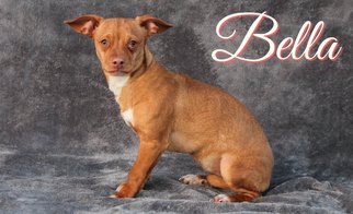 Chiweenie Dogs for adoption in Houston, MO, USA