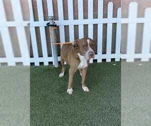 American Pit Bull Terrier-Unknown Mix Dogs for adoption in Modesto, CA, USA