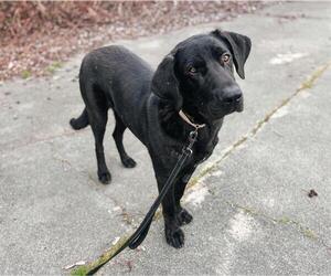 Mastiff-Unknown Mix Dogs for adoption in McKinleyville, CA, USA