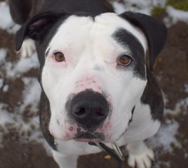 Bullboxer Pit Dogs for adoption in Seattle, WA, USA