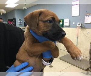 German Shepherd Dog-Unknown Mix Dogs for adoption in Riverside, CA, USA