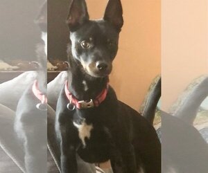 Chipin Dogs for adoption in Cranston, RI, USA