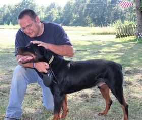 Rottweiler Dogs for adoption in Holly Hill, SC, USA