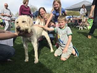 Golden Retriever Dogs for adoption in Goodyear, AZ, USA