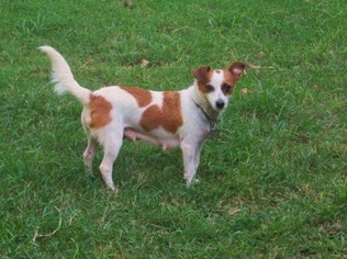 Jack Chi Dogs for adoption in Rutherfordton, NC, USA
